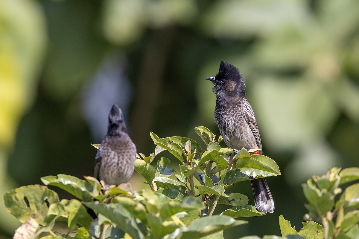 Бюльбюль червоногузий - ML646829776