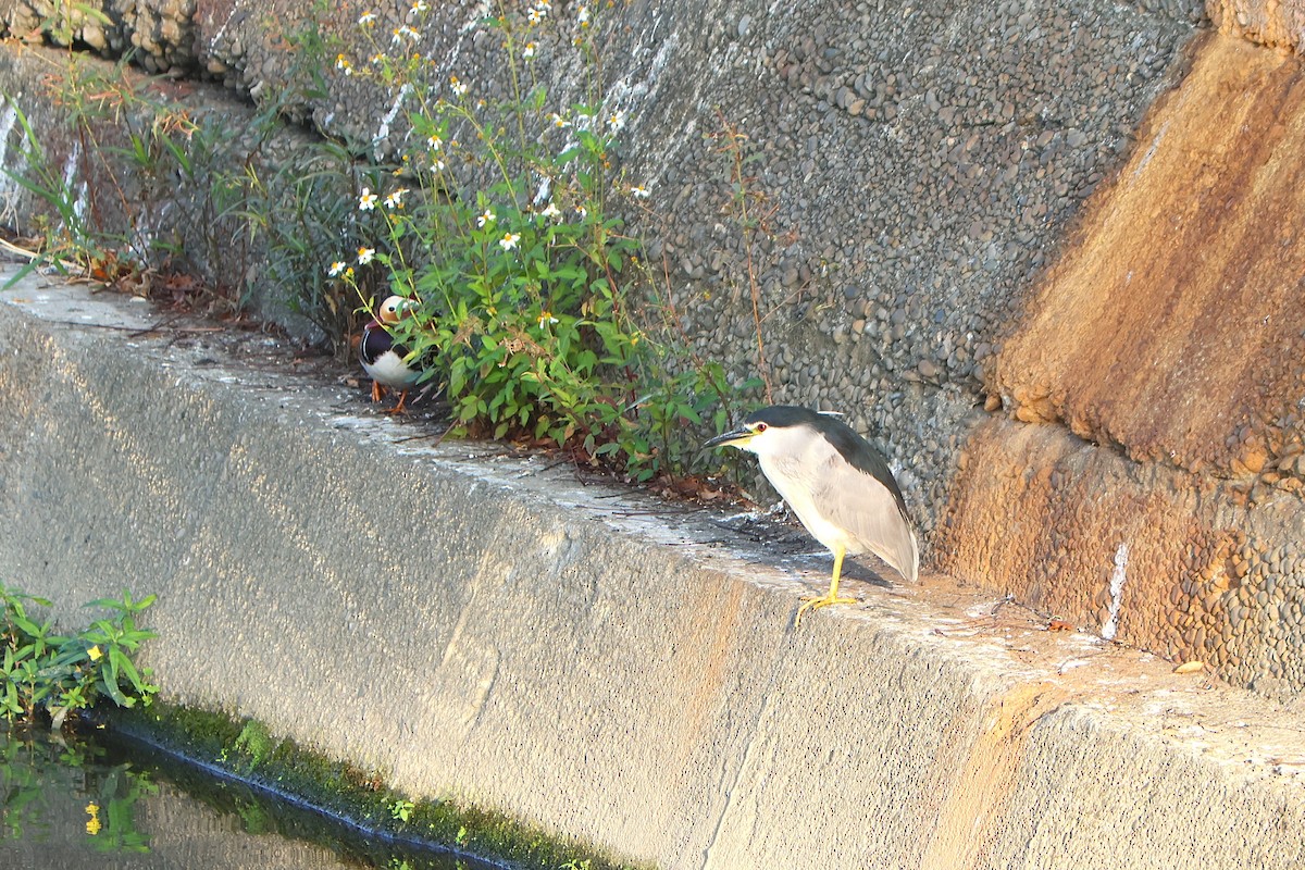 Black-crowned Night Heron - ML646829778