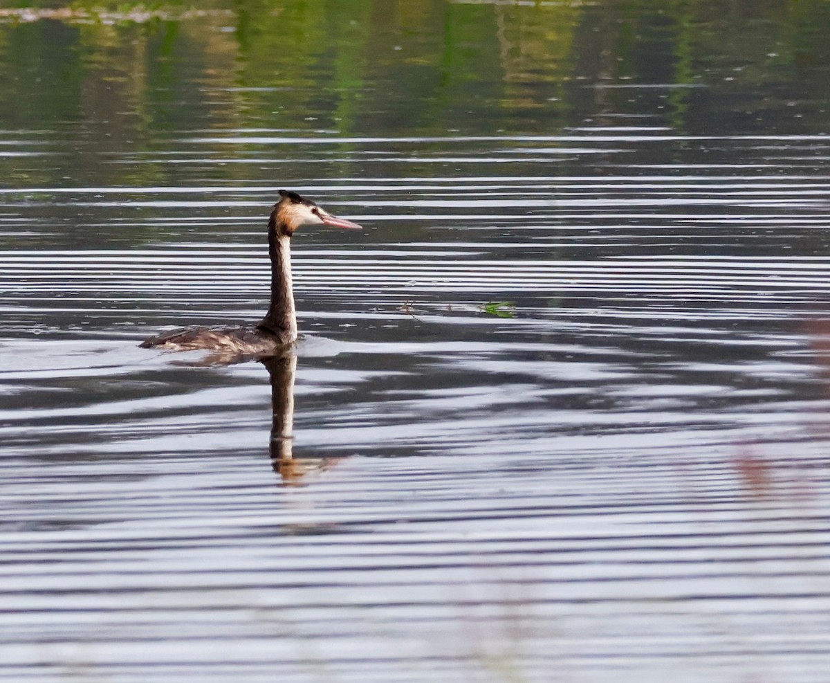 toppdykker - ML646829779