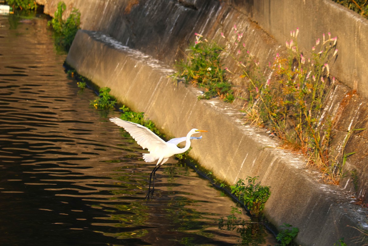 Great Egret - ML646829780