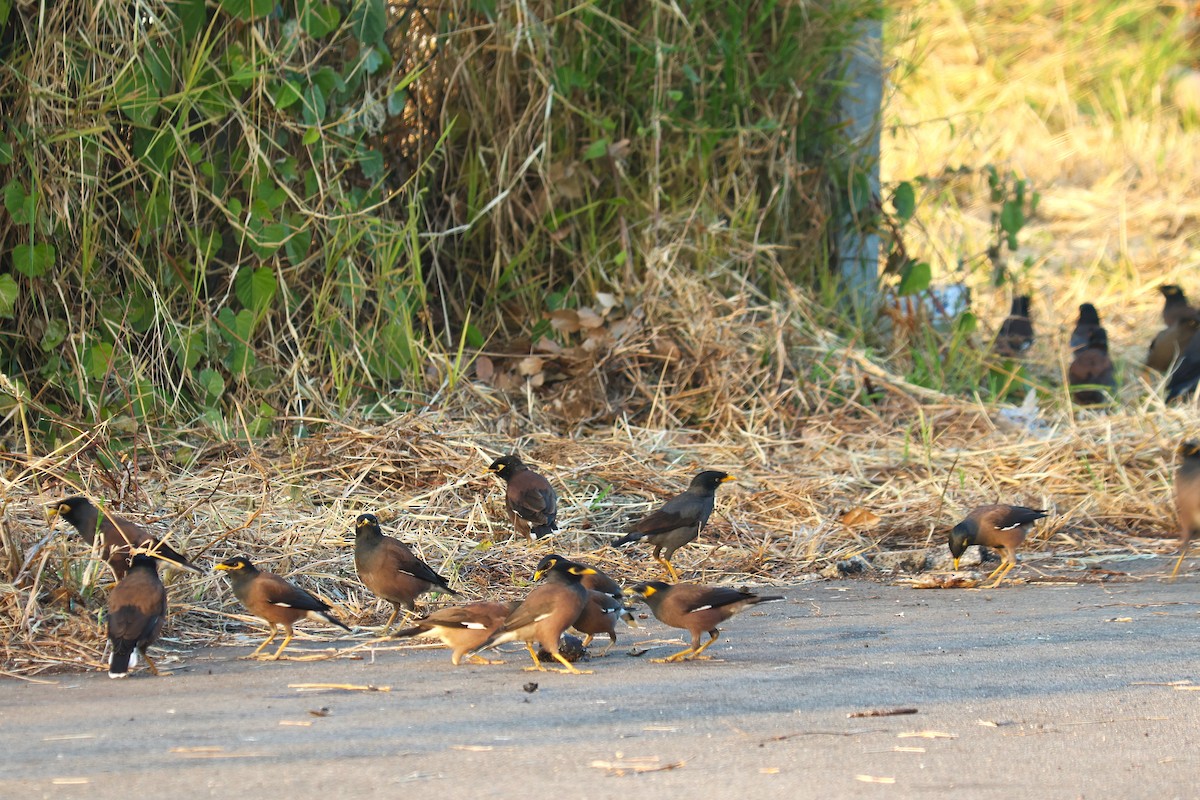 Common Myna - ML646829785