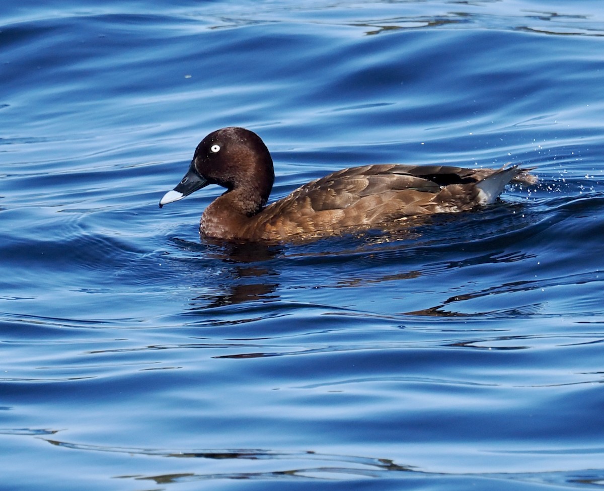 Hardhead - ML646829789