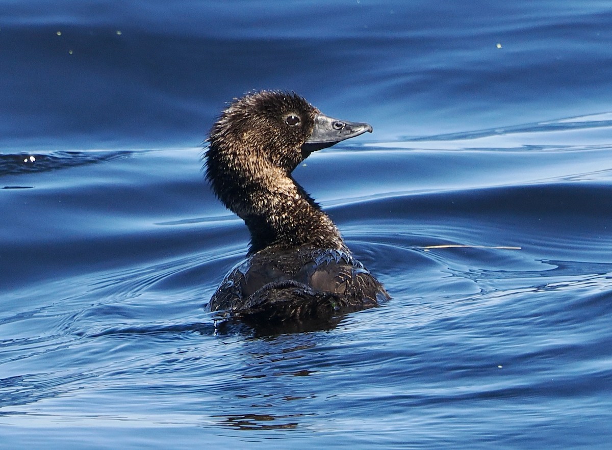 Lappenente - ML646829794