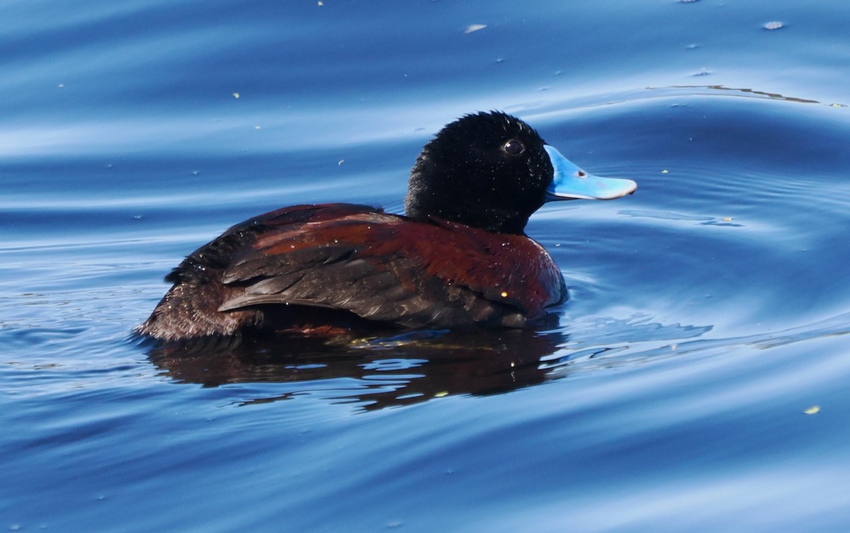 Schwarzkinn-Ruderente - ML646829795