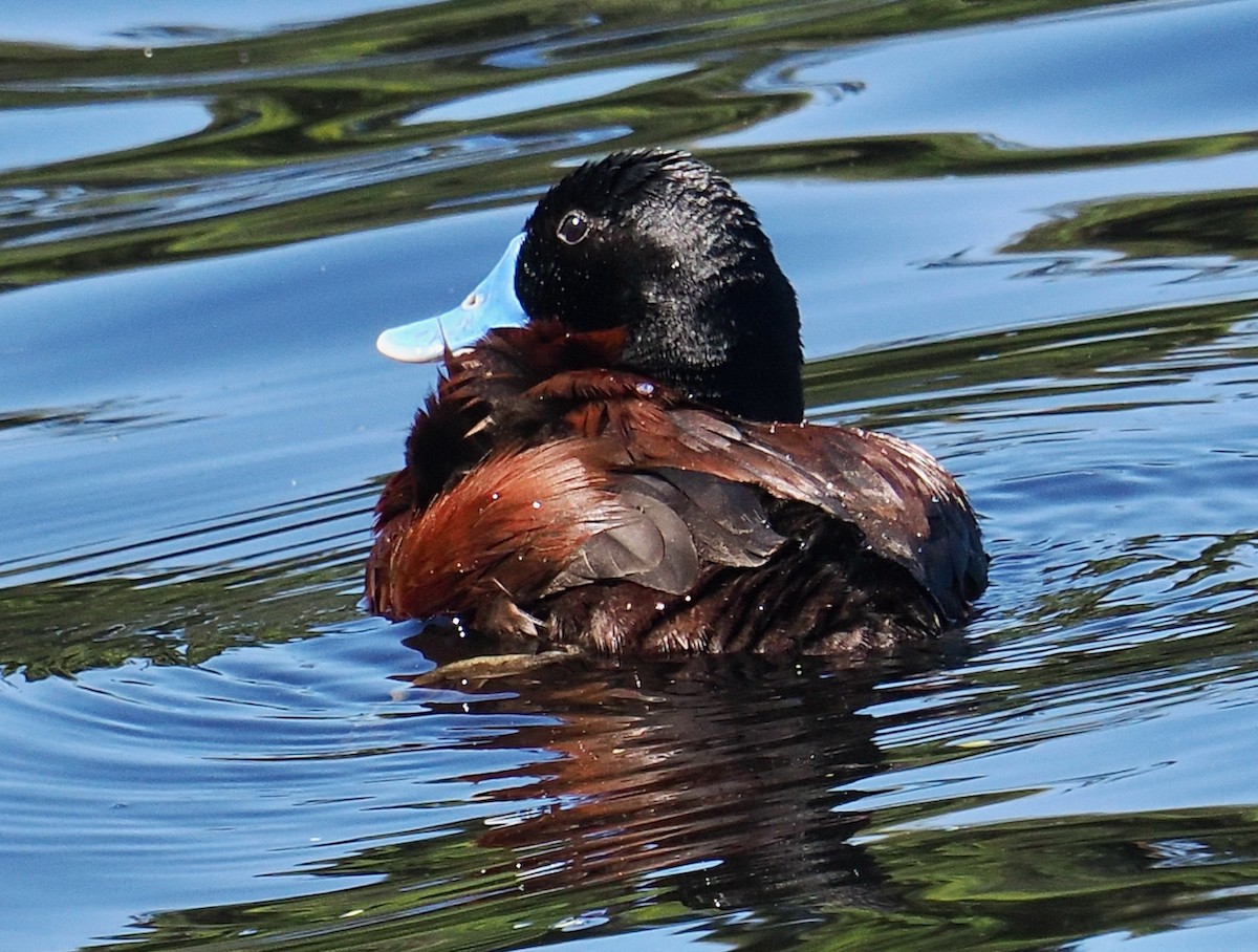 Schwarzkinn-Ruderente - ML646829796