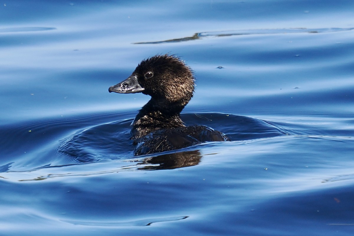 Musk Duck - ML646829797