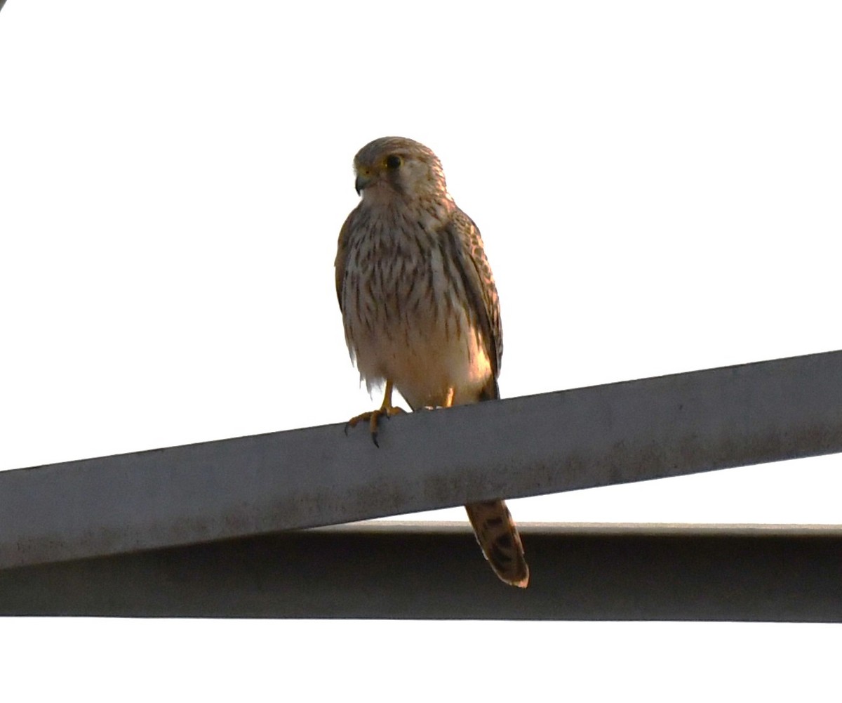 紅隼 - ML646829798