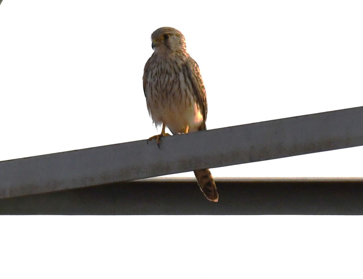 紅隼 - ML646829800