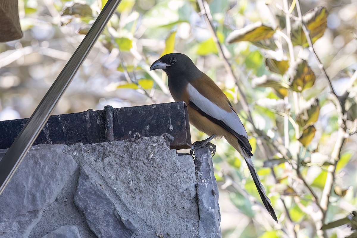 Rufous Treepie - ML646829803