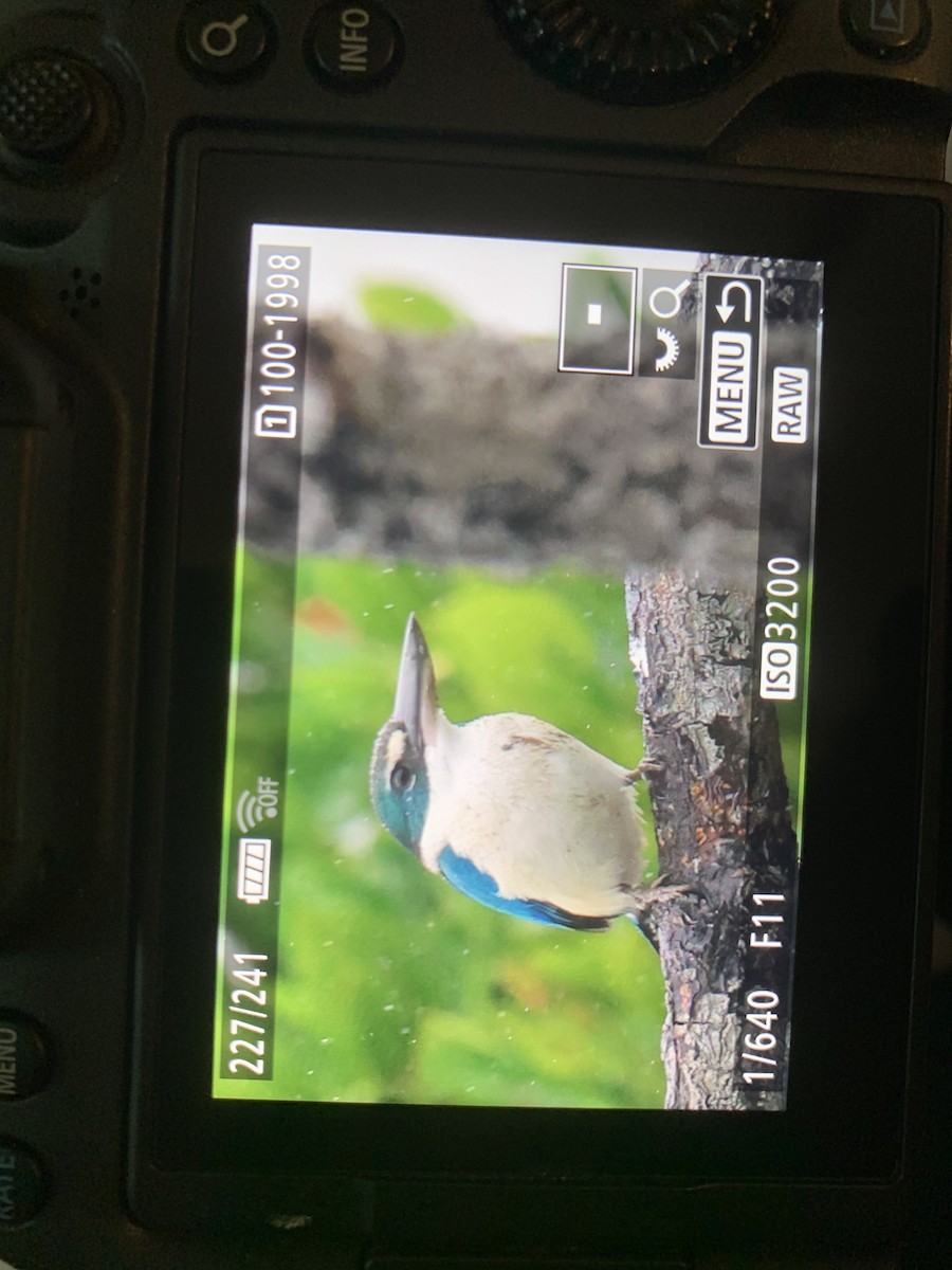 Collared Kingfisher - ML646829804