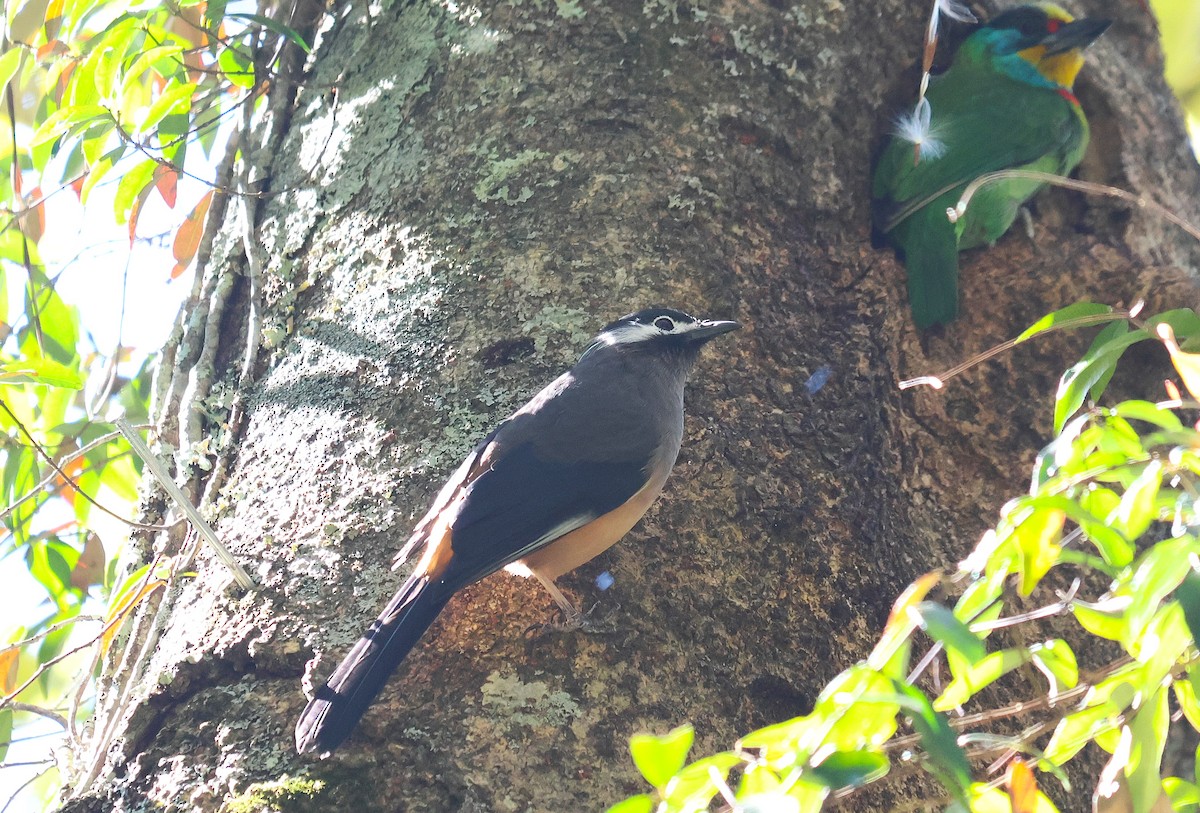 White-eared Sibia - ML646829805