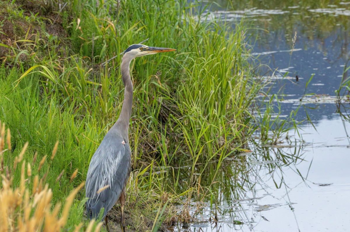 Great Blue Heron - ML646829806