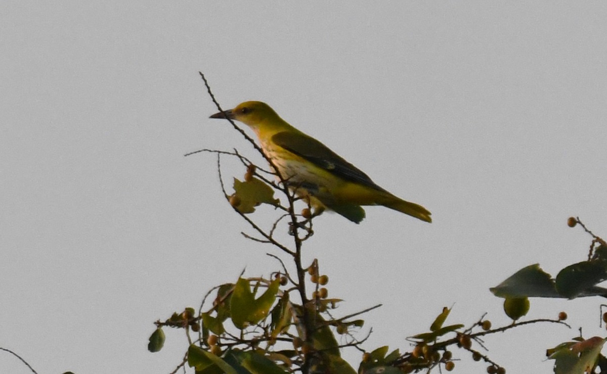 Indian Golden Oriole - ML646829807