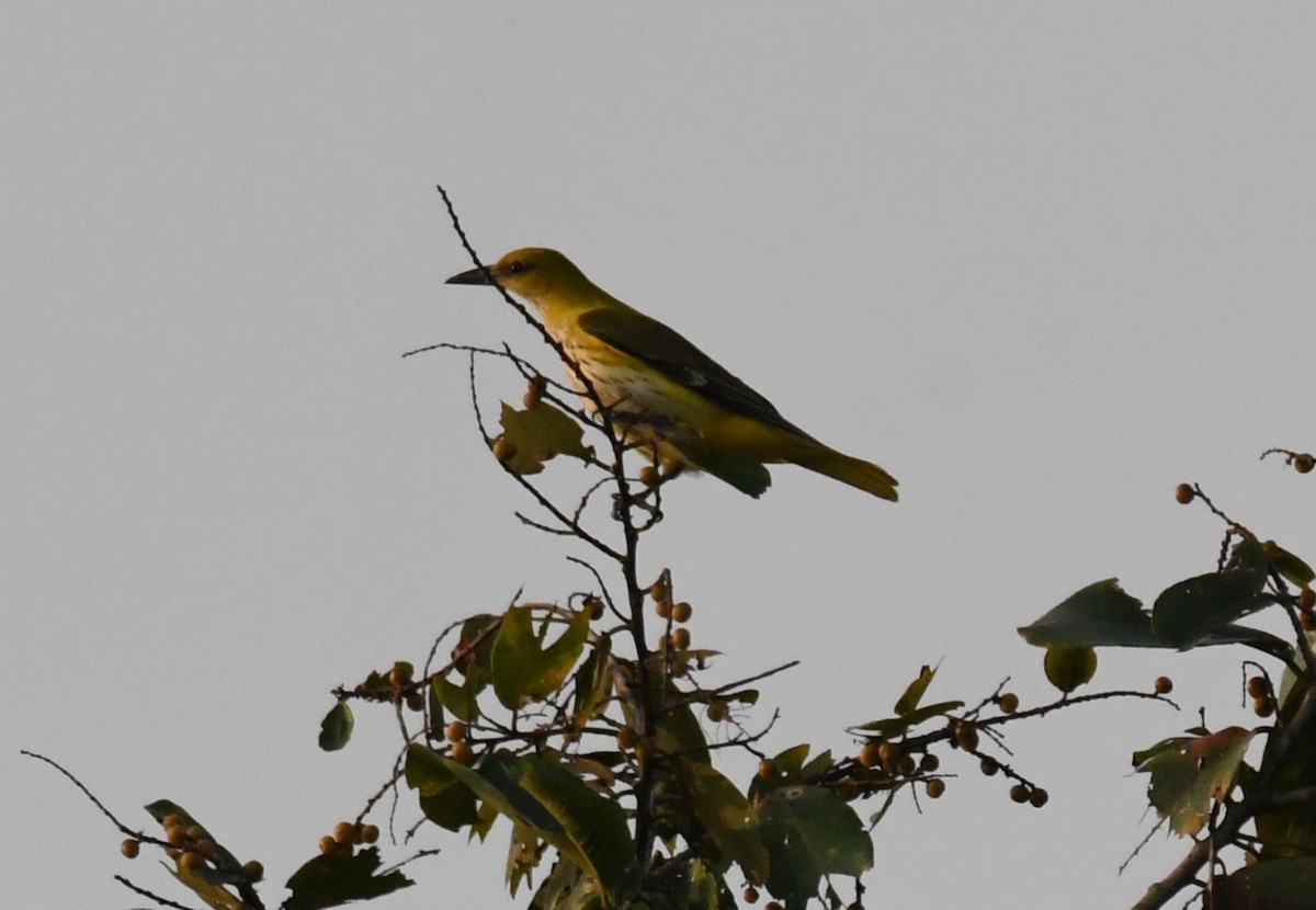 Indian Golden Oriole - ML646829808