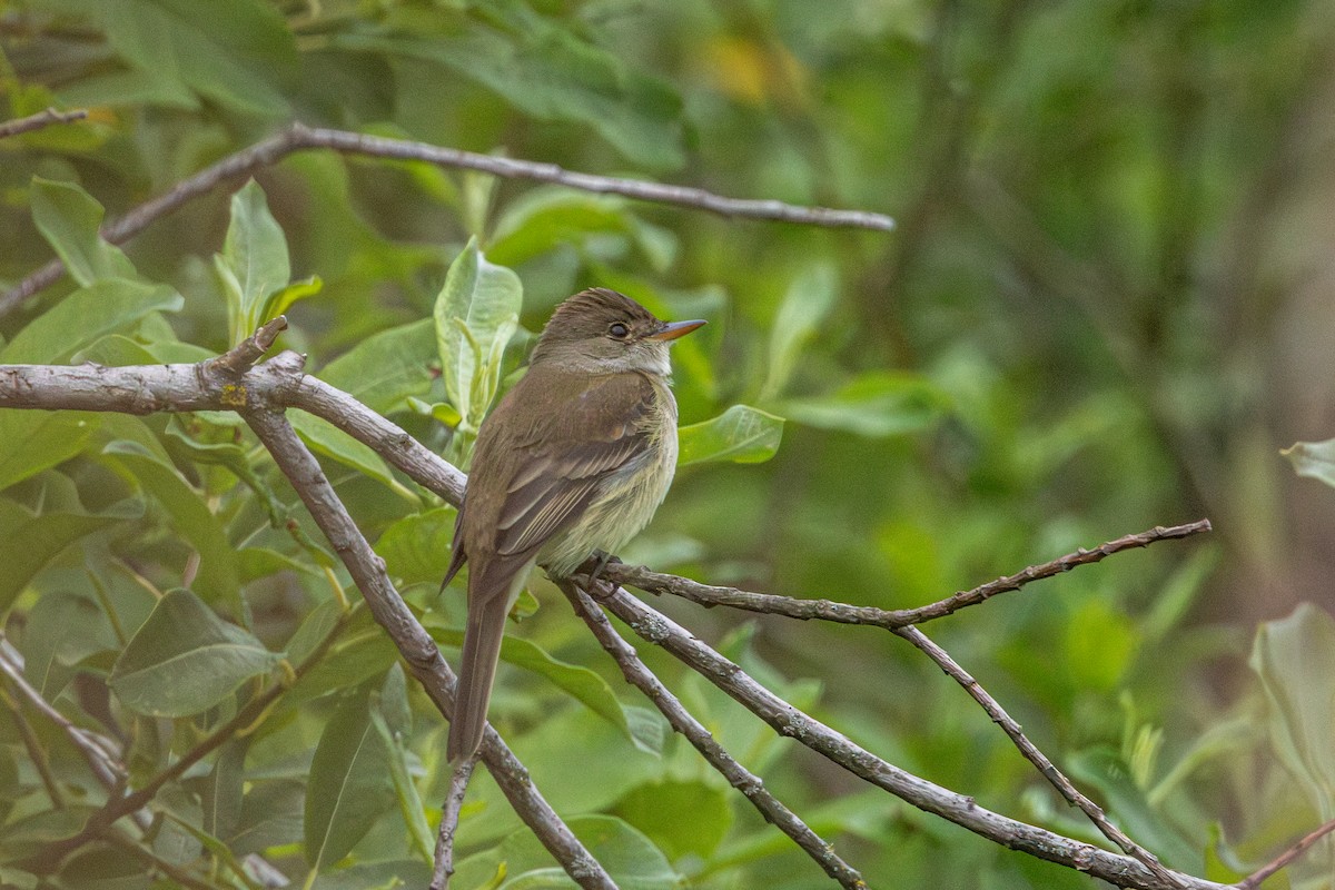 Willow Flycatcher - ML646829809
