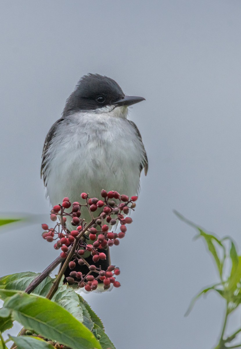 Tirano Oriental - ML646829810