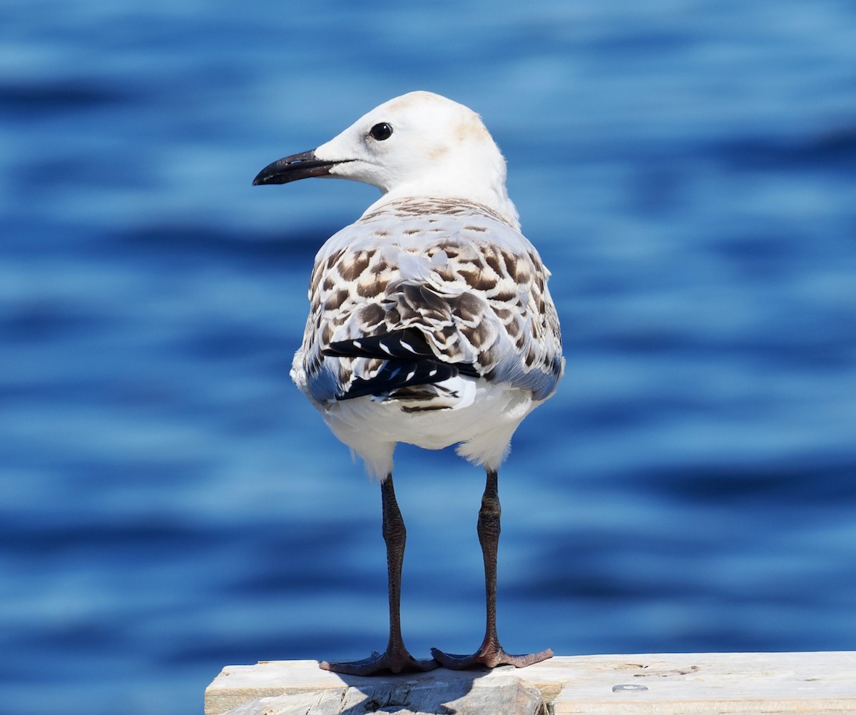 紐澳紅嘴鷗(novaehollandiae/forsteri) - ML646829811