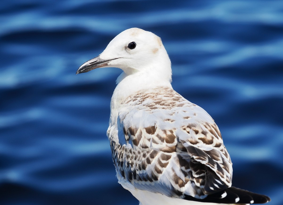 紐澳紅嘴鷗(novaehollandiae/forsteri) - ML646829812