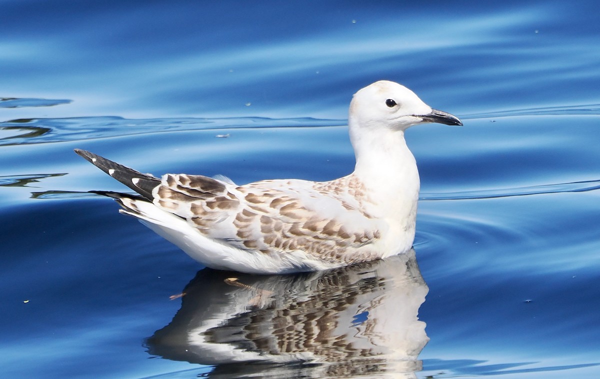 紐澳紅嘴鷗(novaehollandiae/forsteri) - ML646829813