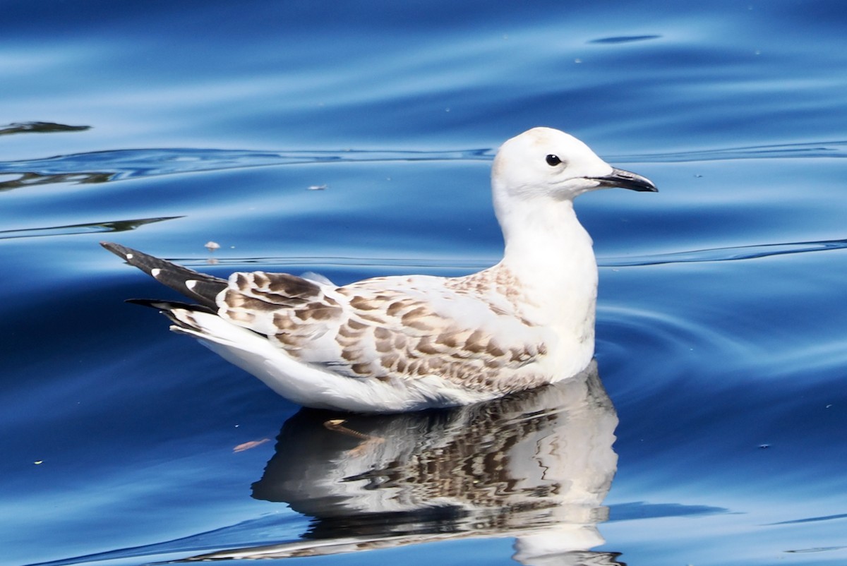 紐澳紅嘴鷗(novaehollandiae/forsteri) - ML646829814