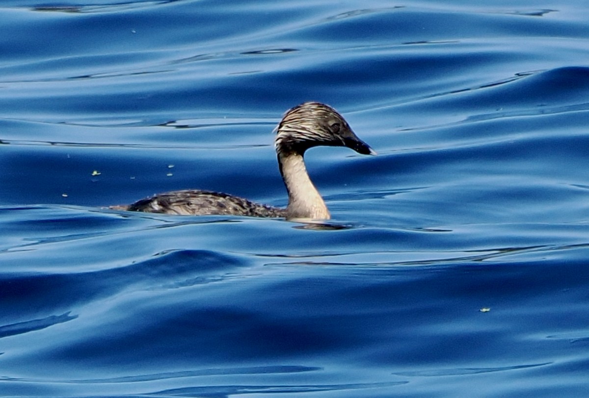 Zampullín Canoso - ML646829815