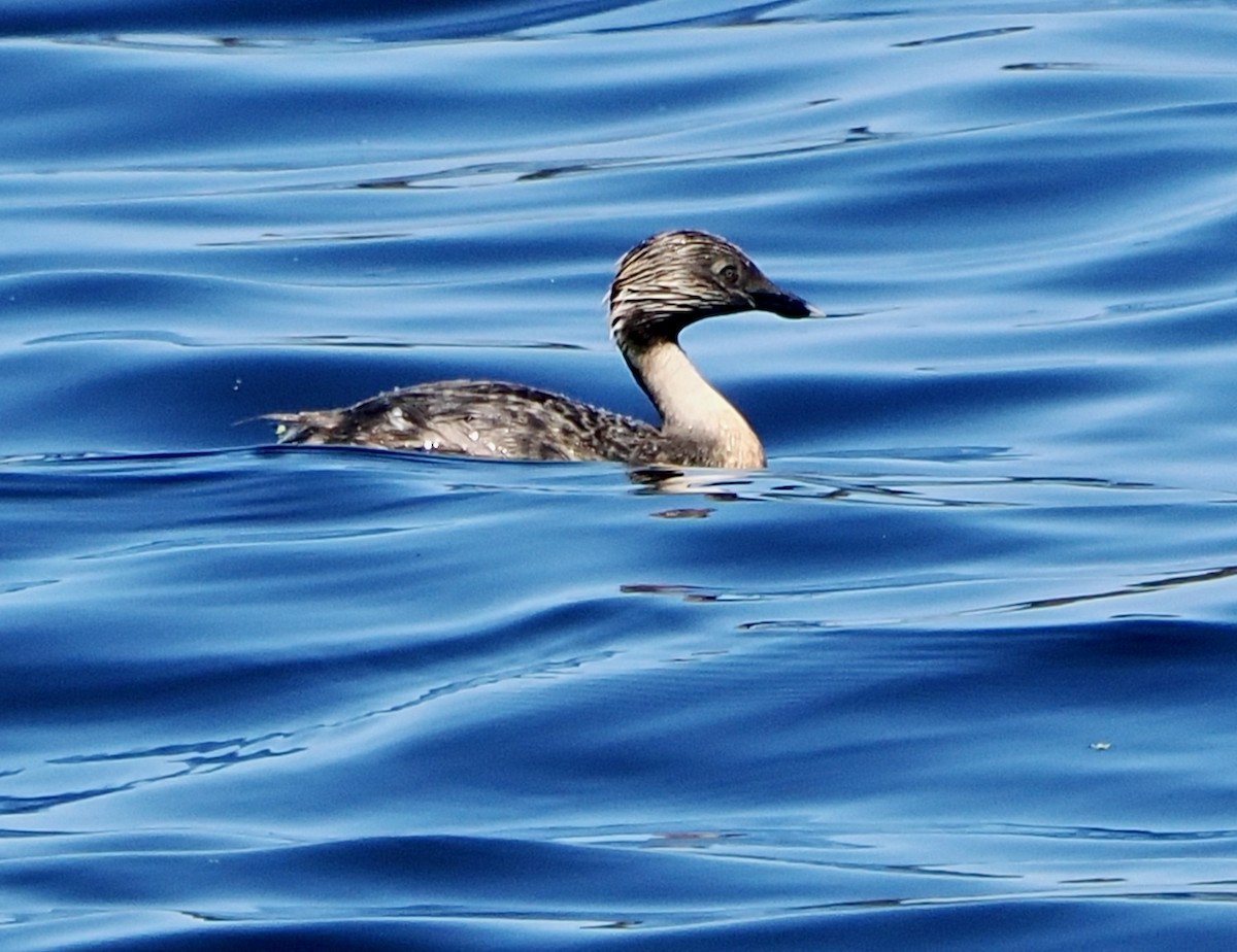 Zampullín Canoso - ML646829816