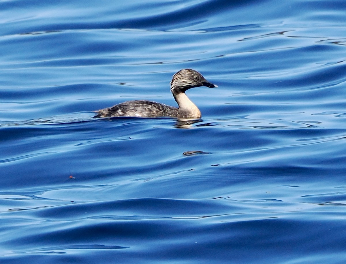 Zampullín Canoso - ML646829817