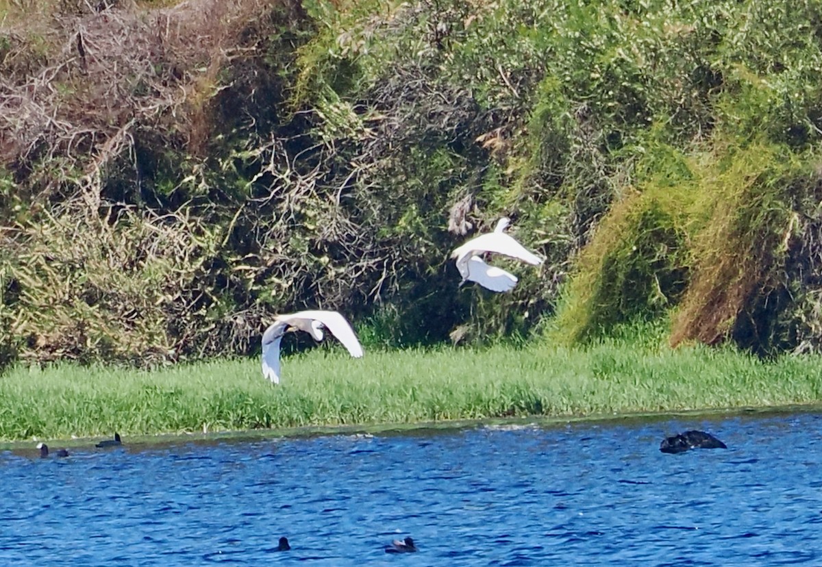 大白鷺(modesta) - ML646829818