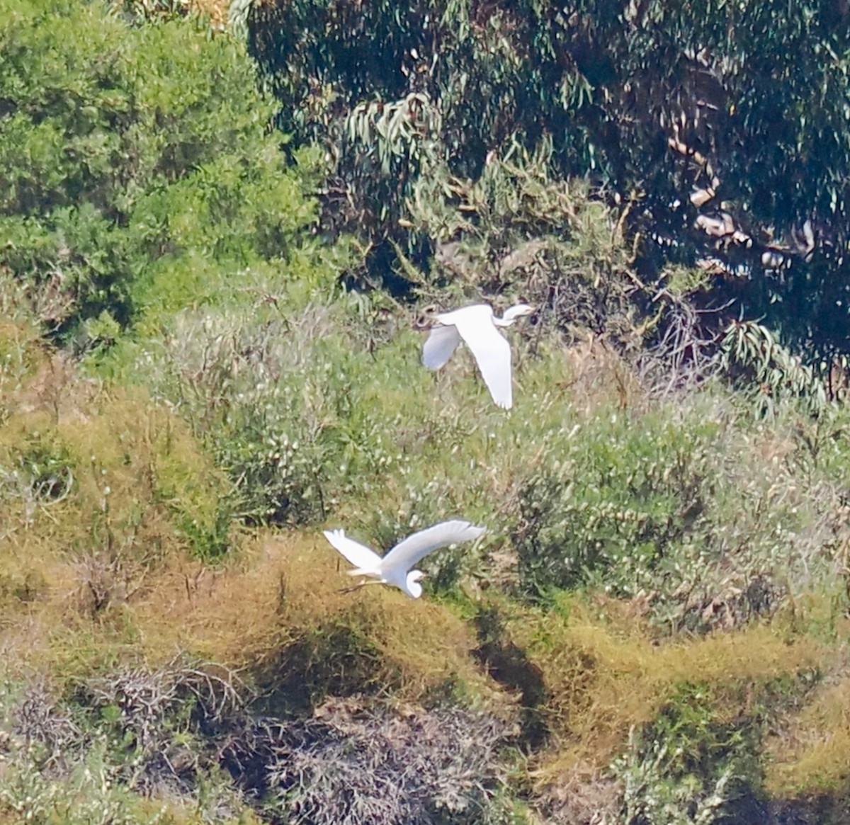 大白鷺(modesta) - ML646829819