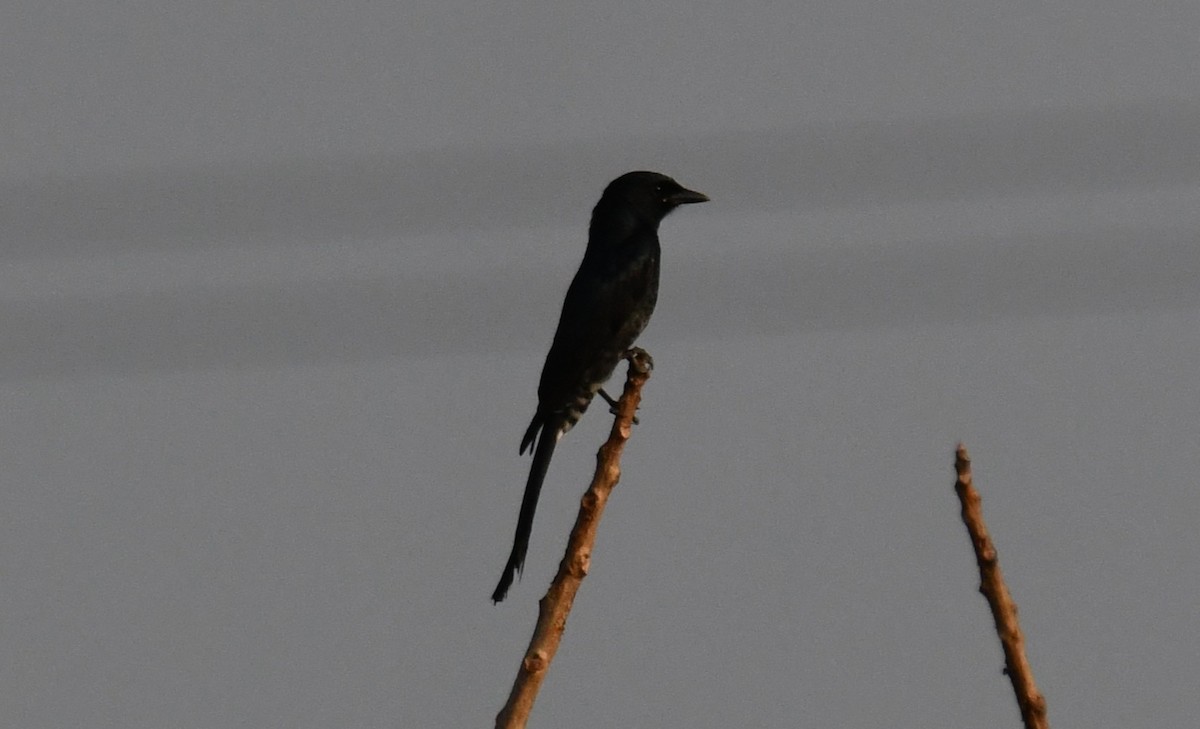 Black Drongo - ML646829820