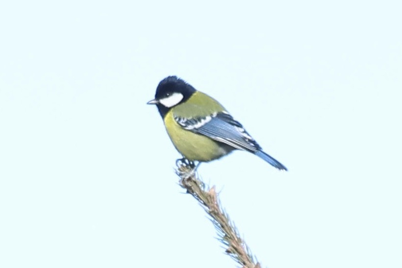 青背山雀 - ML646829821