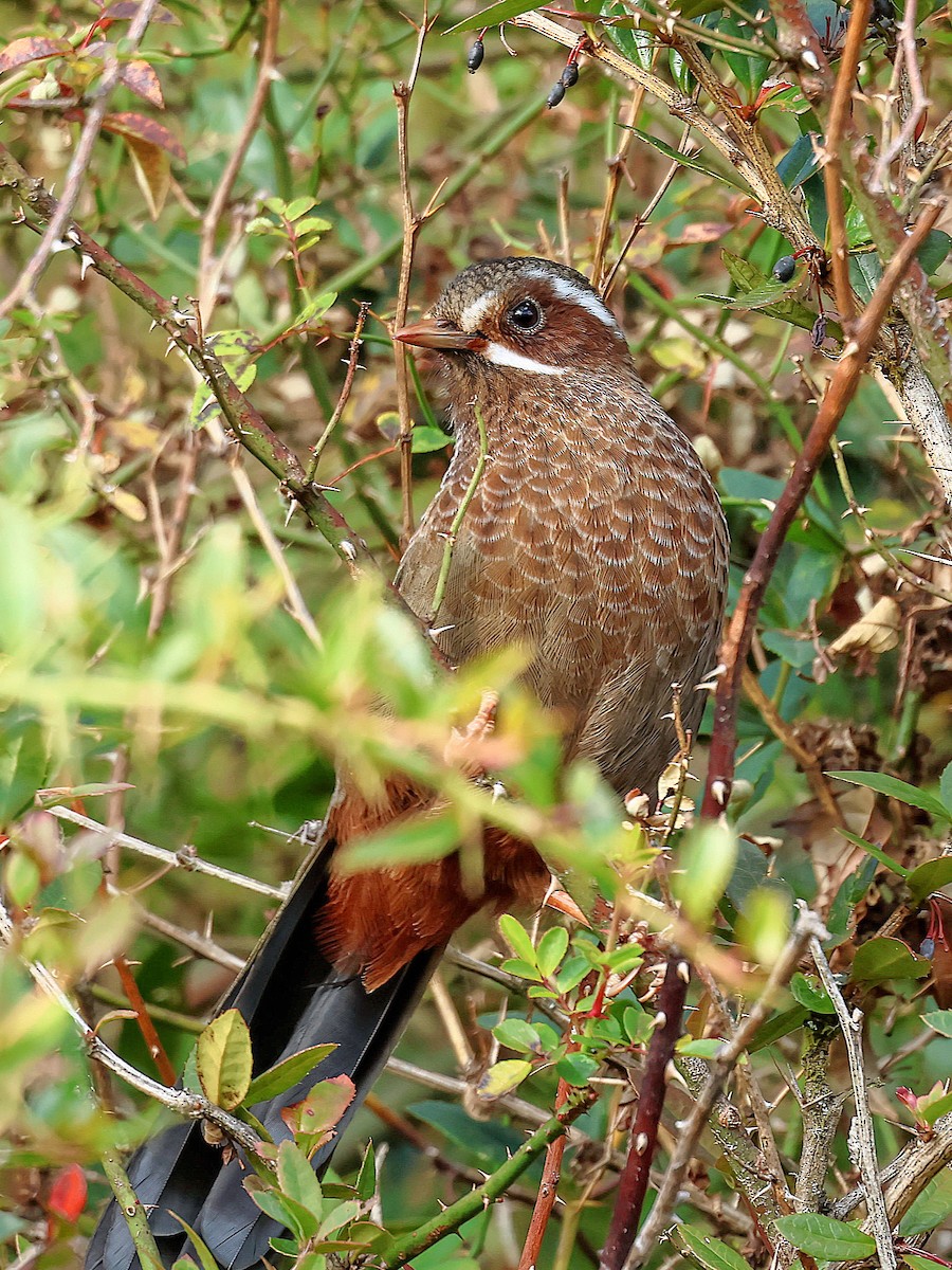 臺灣噪眉 - ML646829822