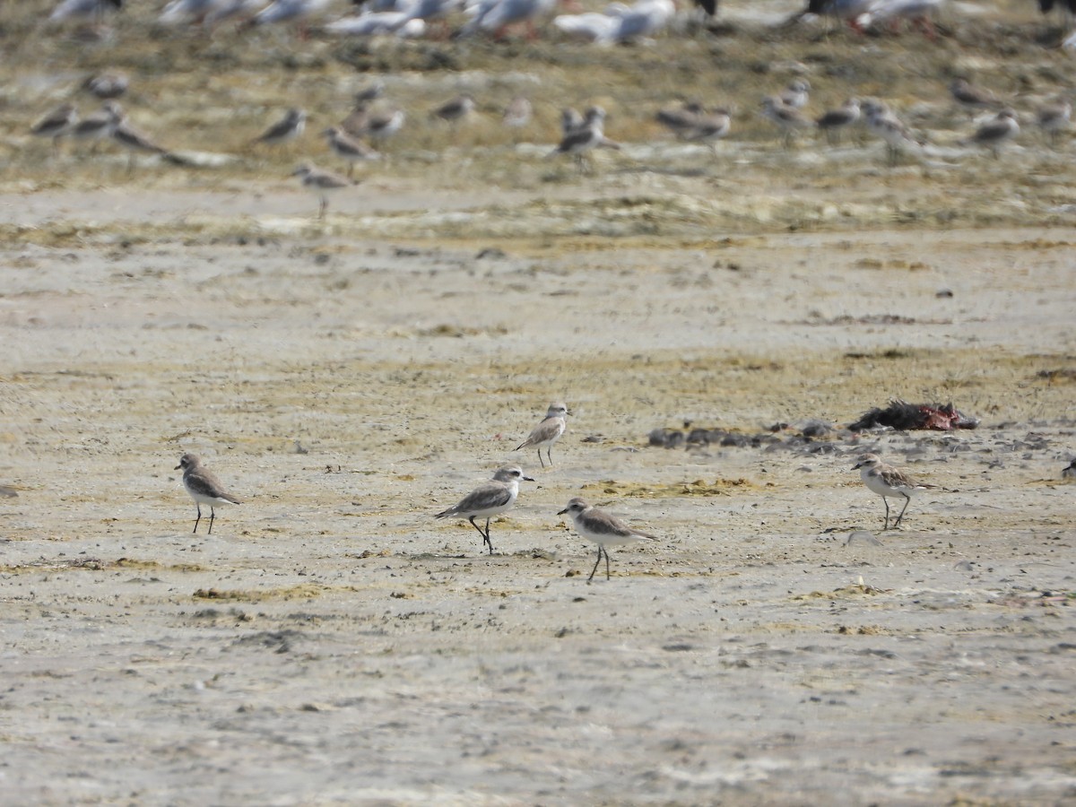 Greater Sand-Plover - ML646829823