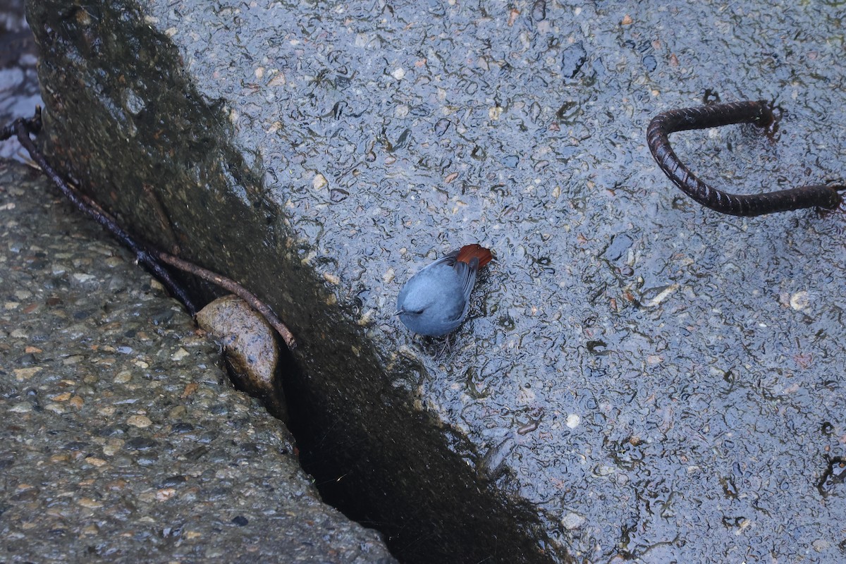 Plumbeous Redstart - ML646829824