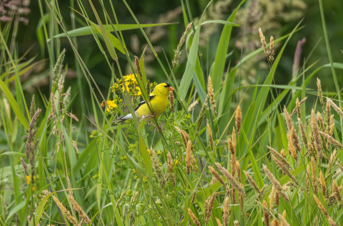 American Goldfinch - ML646829825