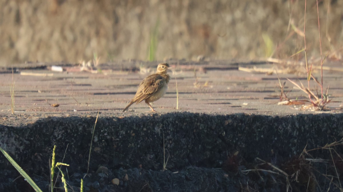 Cogujada Malabar - ML646829826