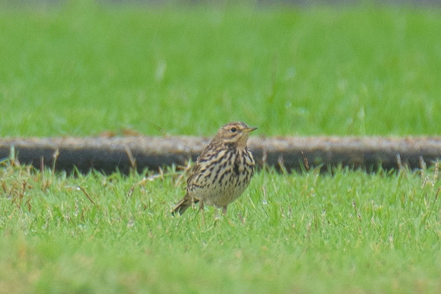 Red-throated Pipit - ML646829827