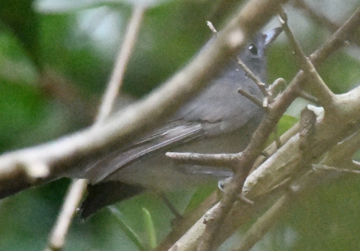 黑枕藍鶲 - ML646829828