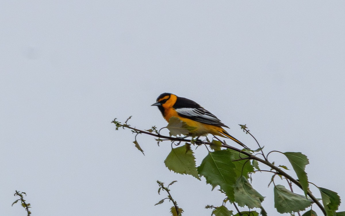 Bullock's Oriole - ML646829830