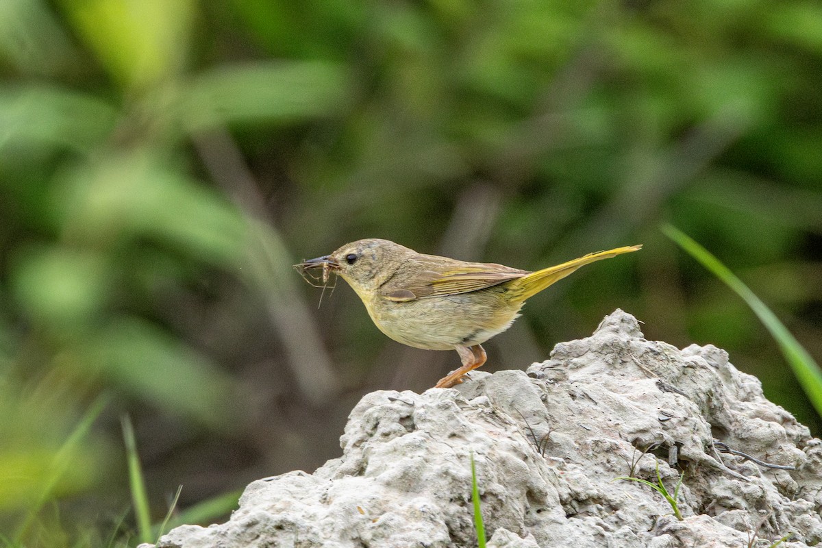 Common Yellowthroat - ML646829831