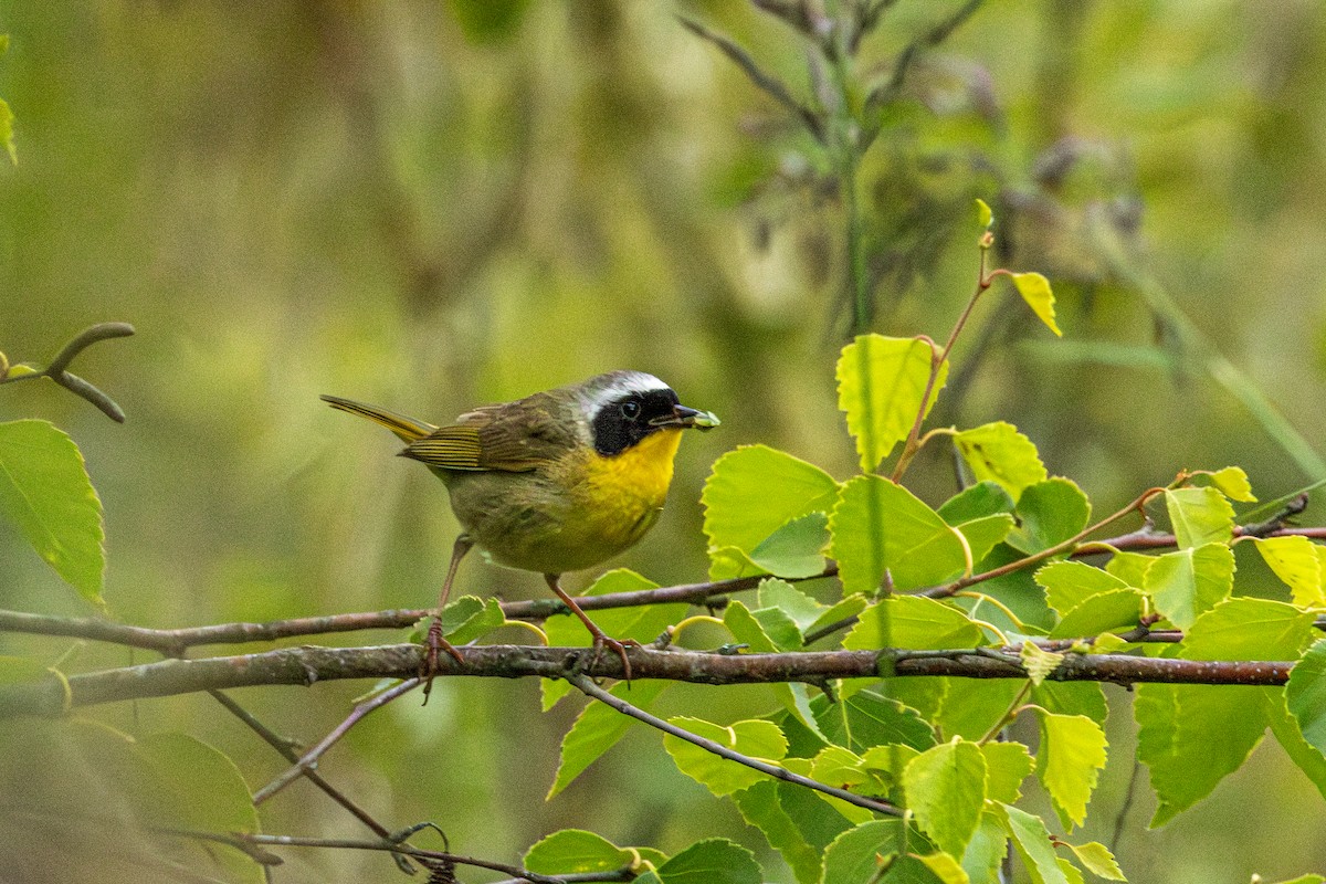 Common Yellowthroat - ML646829832