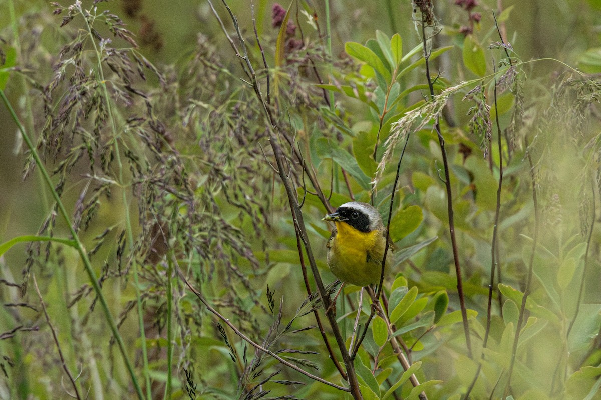 Common Yellowthroat - ML646829834