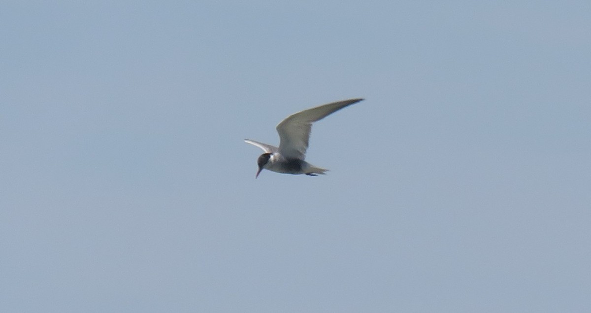 Guifette moustac - ML646829839