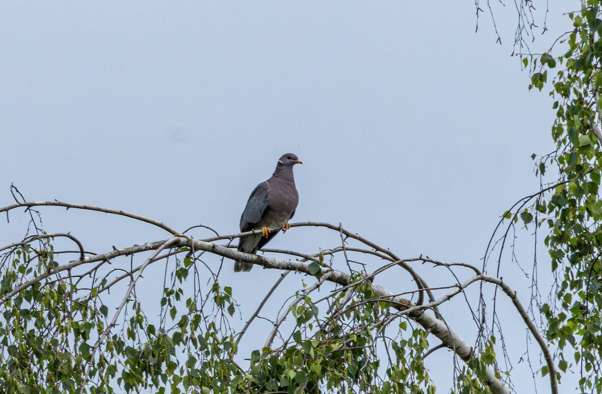 Band-tailed Pigeon - ML646829843