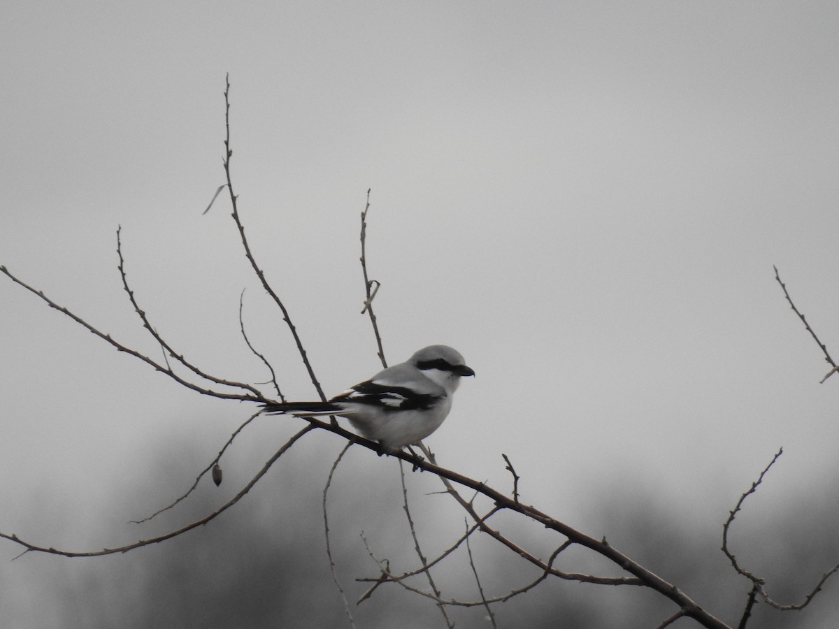 Great Gray Shrike - ML646829844
