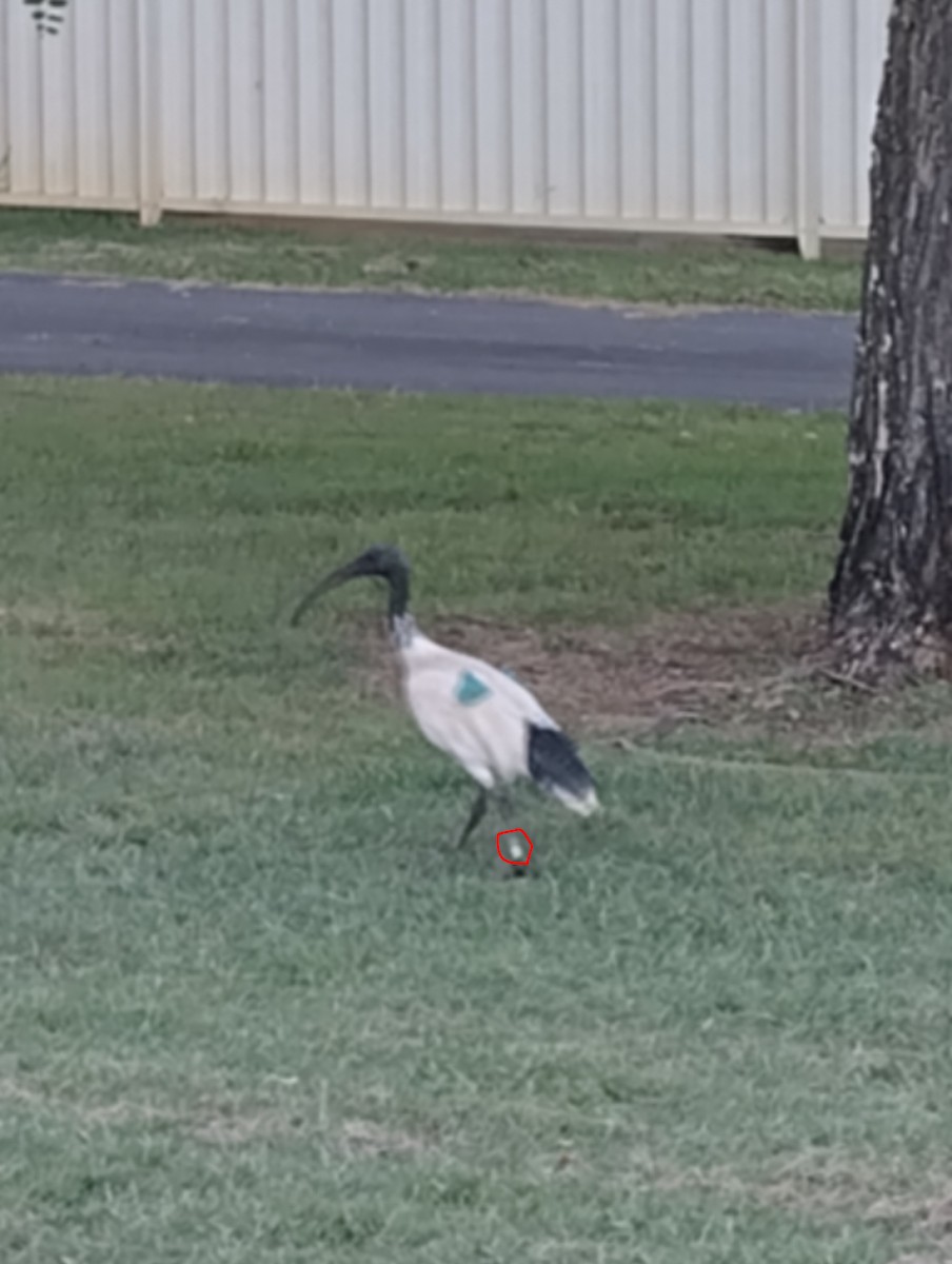 Australibis - ML646829845