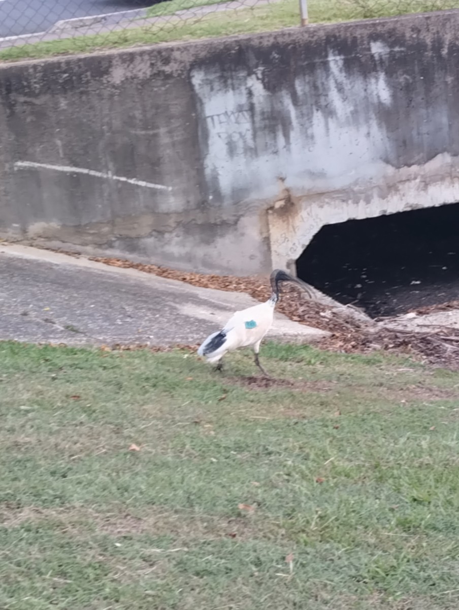 Australibis - ML646829846