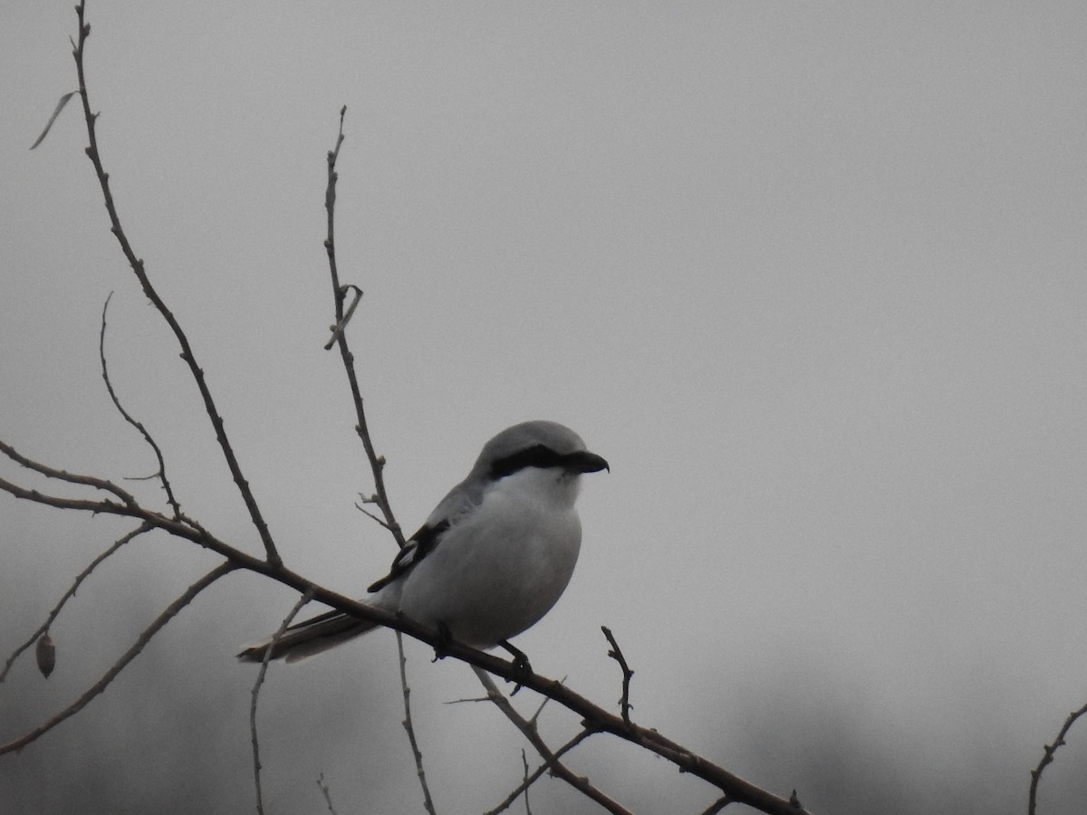 Great Gray Shrike - ML646829847