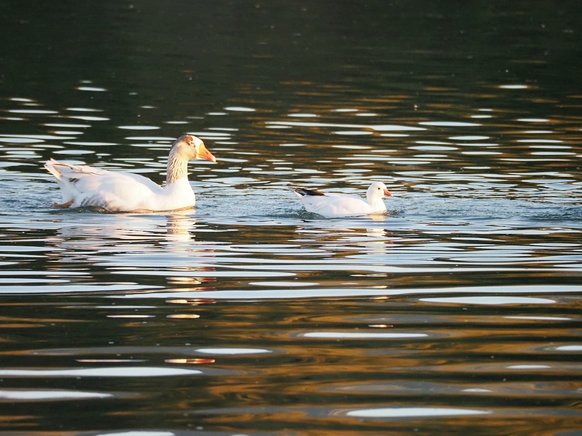 Ross's Goose - ML646829848