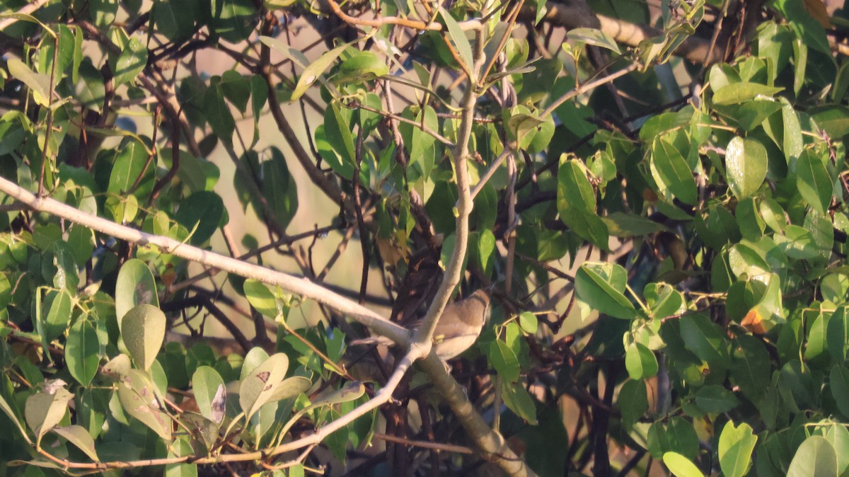 Carricero de Blyth - ML646829849